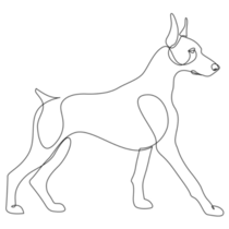 Continuous Doberman Standing