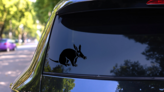 Cool Aardvark Sticker on a Rear Car Window (New) example