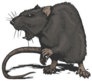 Cool Aggressive Angry Rat Comic Sticker