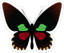 Cool Butterfly Sticker