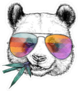 Cool Panda Bear In Sunglasses Sticker