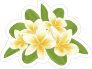 Cool Plumeria Flower Sticker