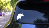 Cool Wild Boar Pig Sticker on a Rear Car Window (New) example