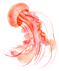 Coral Jellyfish Watercolor Illustration Sticker