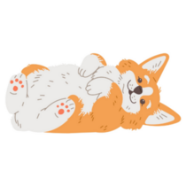 Corgi Dog Lies On His Back Sticker