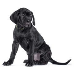 Corso Puppy Look Sticker