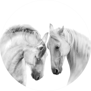 Couple Of Beautiful White Horses Isolated On White Sticker