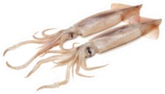 Couple of Fresh Squid Sticker