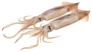 Couple of Fresh Squid Sticker