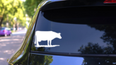 Cow Grazing Sticker on a Rear Car Window (New) example