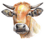 Cow Hand Drawn In Brown Sticker