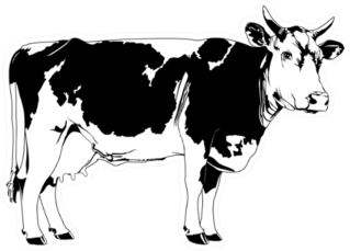 Cow Illustration Sticker