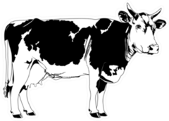 Cow Illustration Sticker