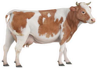 Cow Isolated On White Background Brown Spots Sticker