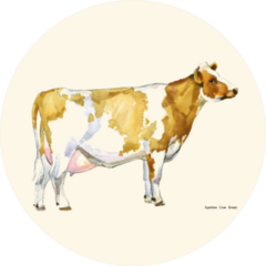 Cow Watercolor Illustration. Ayrshire Breed. Sticker
