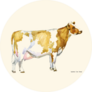 Cow Watercolor Illustration. Ayrshire Breed. Sticker
