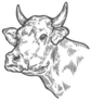 Cows Head. Hand Drawn Sketch In A Graphic Style Sticker
