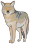 Coyote Cartoon Sticker