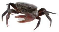 Crab (field Crab) Isolated On White Sticker