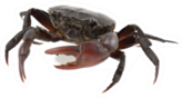 Crab (field Crab) Isolated On White Sticker