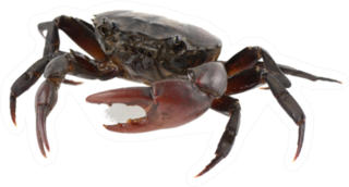 Crab (field Crab) Isolated On White Sticker