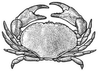 Crab Illustration In Sketch Style Sticker