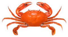 Crab Illustration Isolated On White Sticker