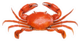 Crab Isolated Sticker