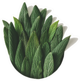 Creative Minimal Arrangement Of Green Leaves Sticker