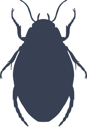Creepy Beetle Sticker