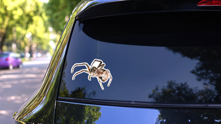 Creepy Crawling Spider Sticker on a Rear Car Window (New) example