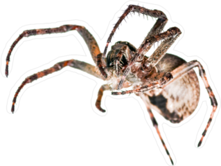 Creepy Crawling Spider Sticker
