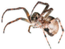 Creepy Crawling Spider Sticker
