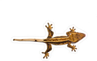 Crested Gecko Sticker