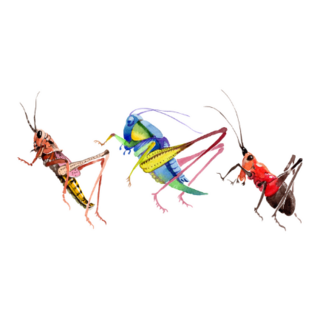 Crickets and Grasshoppers Sticker 