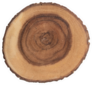 Cross Cut Section Of Tree Stump Sticker