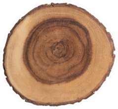 Cross Cut Section Of Tree Stump Sticker
