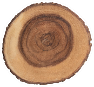 Cross Cut Section Of Tree Stump Sticker