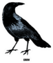 Crow From the Complete Encyclopedia Of Illustrations Sticker
