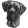 Curious Great Dane Sticker