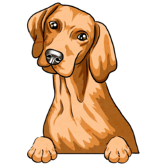 Curious Vizsla Dog Sticker