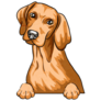 Curious Vizsla Dog Sticker