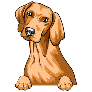 Curious Vizsla Dog Sticker