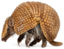 Curled Up Brazilian Armadillo Sticker