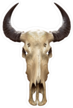 Curved Horns Buffalo Skull Sticker
