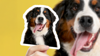 Custom Photo Sticker of Pet Bernese Mountain Dog in Hand
