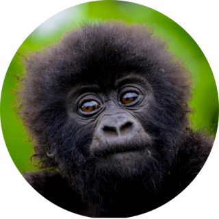 Cute Baby Gorilla Sticker