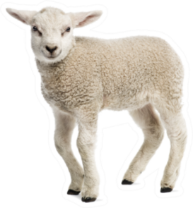 Cute Baby Lamb Sticker