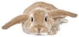 Cute Bunny Isolated On Background Sticker