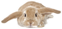 Cute Bunny Isolated On Background Sticker